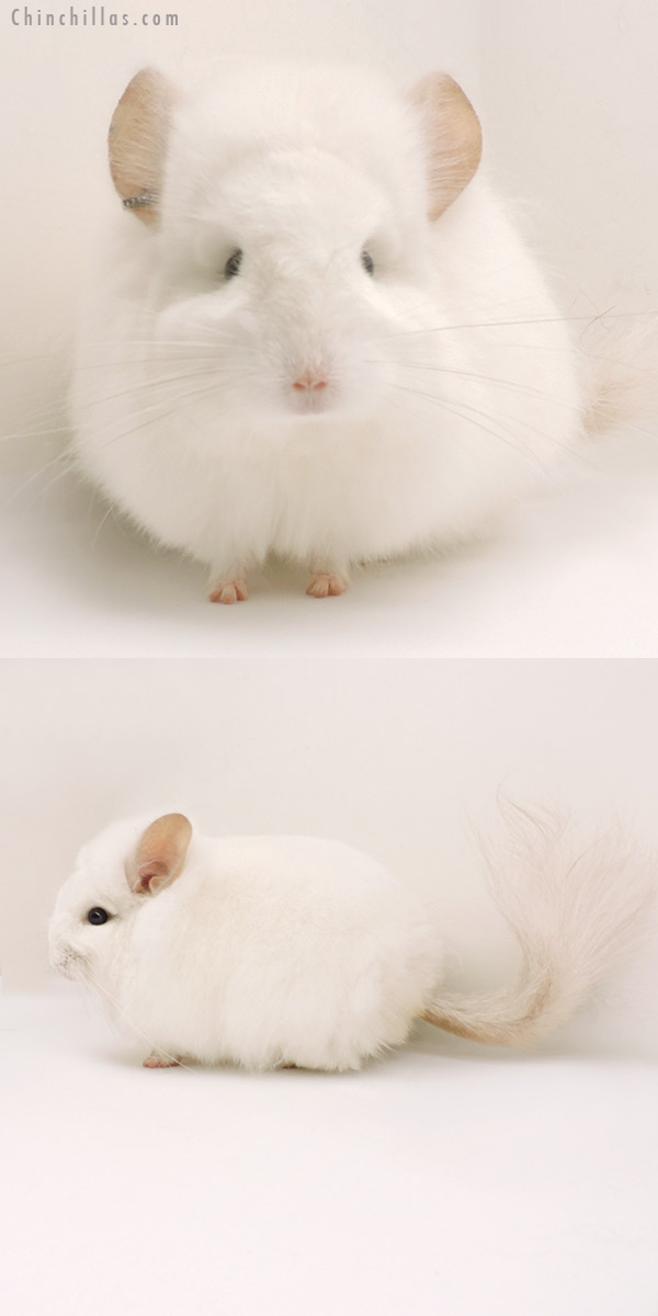 19277 Exceptional Pink White  Royal Persian Angora Male Chinchilla