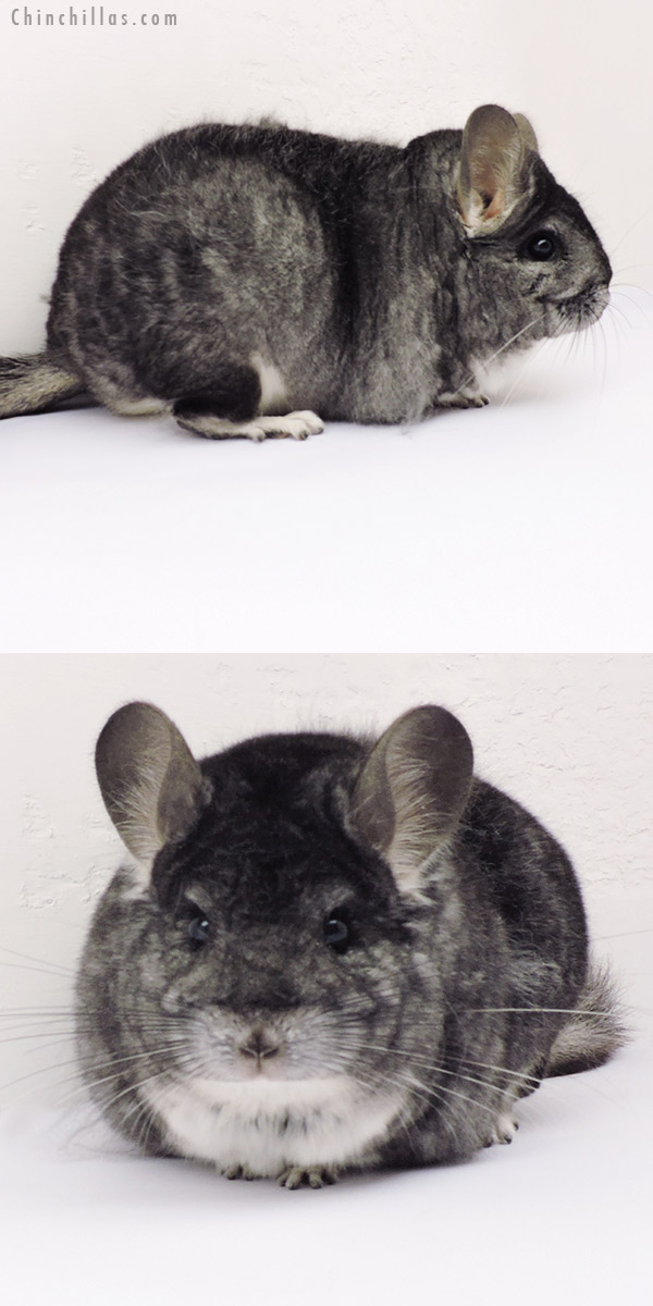 Chinchilla or related item offered for sale or export on Chinchillas.com - 19267 Extra Large Premium Production Quality Standard Female Chinchilla