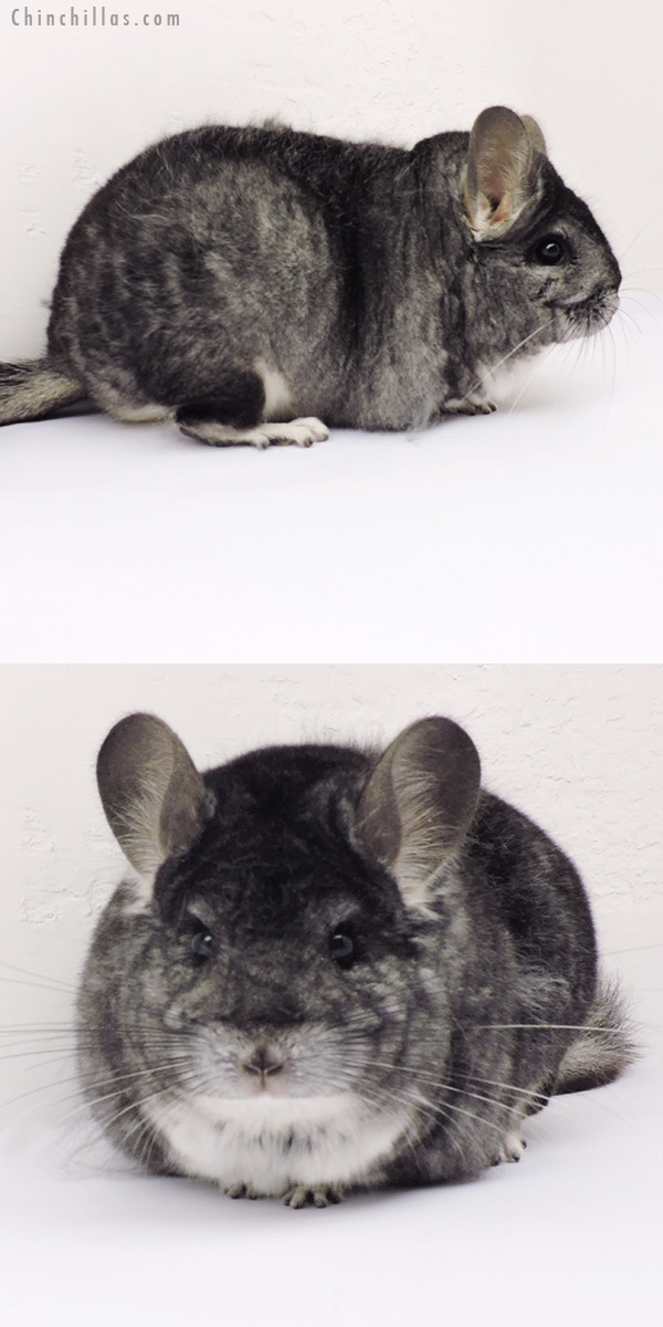 19267 Extra Large Premium Production Quality Standard Female Chinchilla