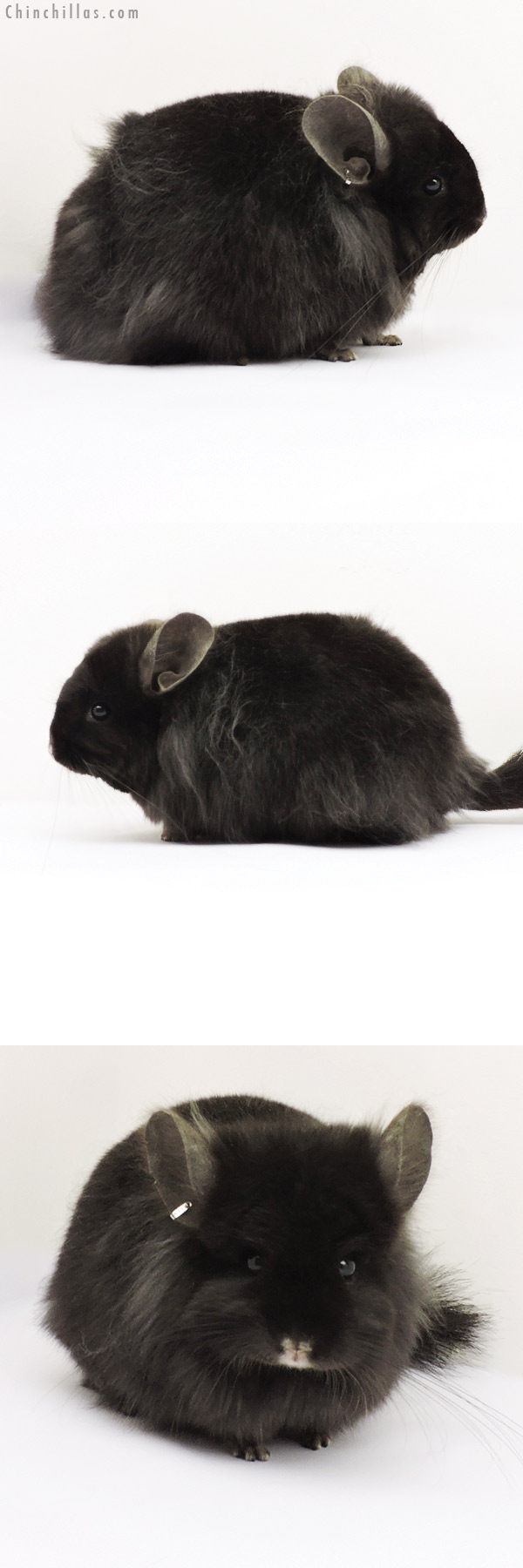 19260 Ebony ( Locken Carrier ) G2  Royal Persian Angora Female Chinchilla