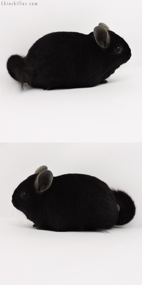 19285 Premium Production Quality Ebony Female Chinchilla