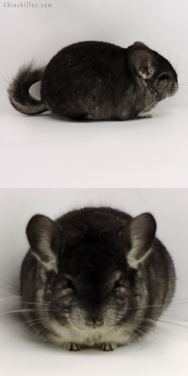 19284 Brevi Type Premium Production Quality Standard Female Chinchilla