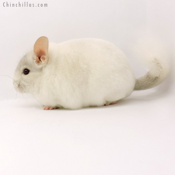 19283 Blocky Premium Production Quality Pink White Female Chinchilla