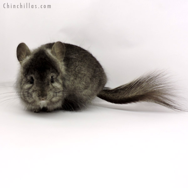 Chinchilla or related item offered for sale or export on Chinchillas.com - 19281 Ebony ( Locken Carrier )  Royal Persian Angora Female Chinchilla