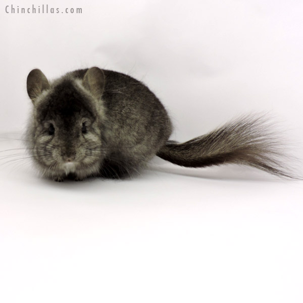 19281 Ebony ( Locken Carrier )  Royal Persian Angora Female Chinchilla