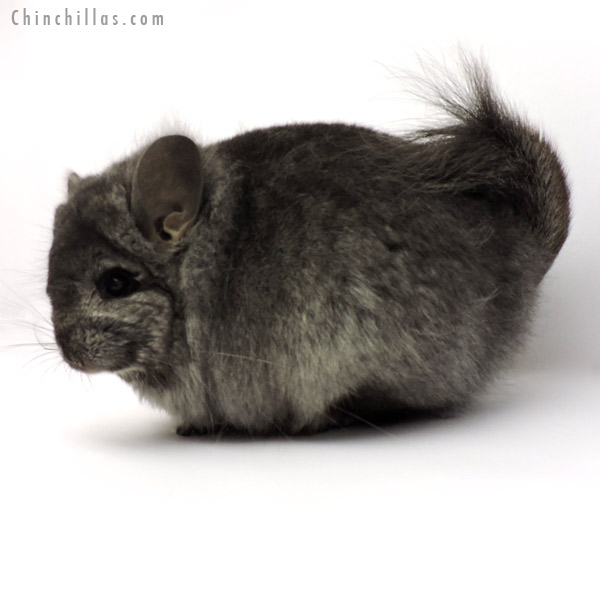 Chinchilla or related item offered for sale or export on Chinchillas.com - 19279 Ebony ( Locken Carrier )  Royal Persian Angora Female Chinchilla