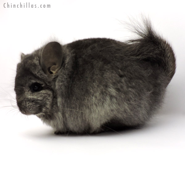 19279 Ebony ( Locken Carrier )  Royal Persian Angora Female Chinchilla