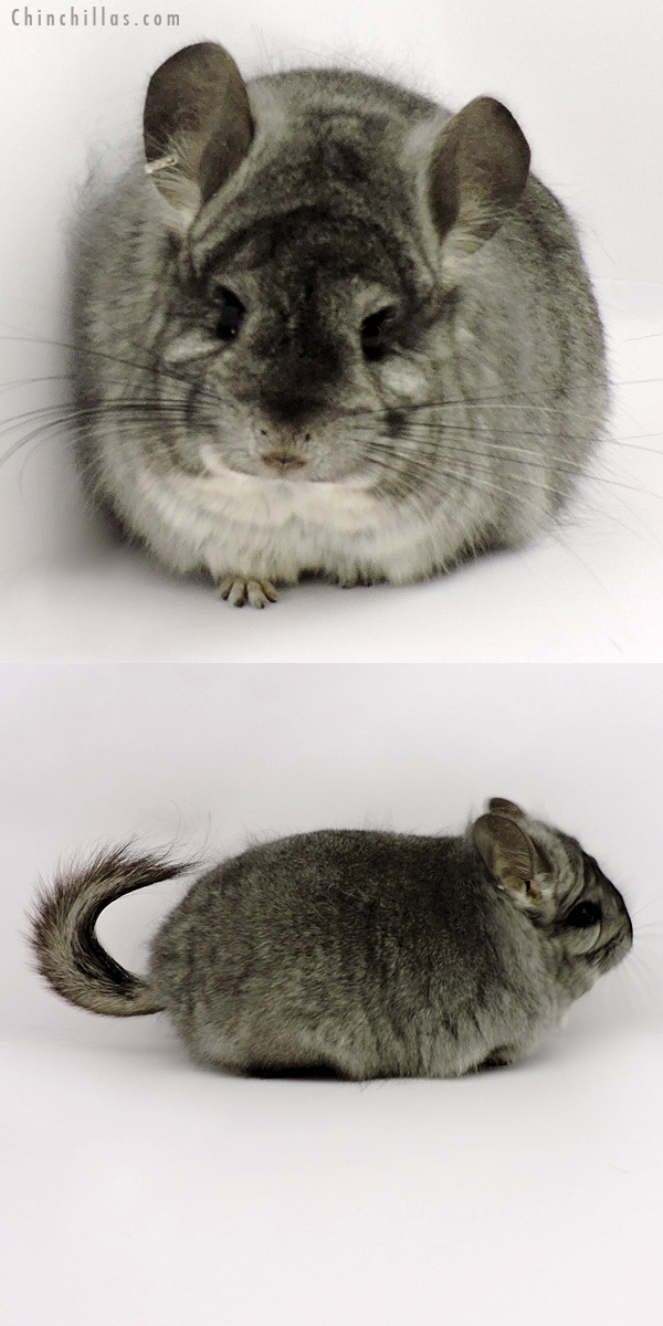 Chinchilla or related item offered for sale or export on Chinchillas.com - 19280 Standard  Royal Persian Angora Female Chinchilla