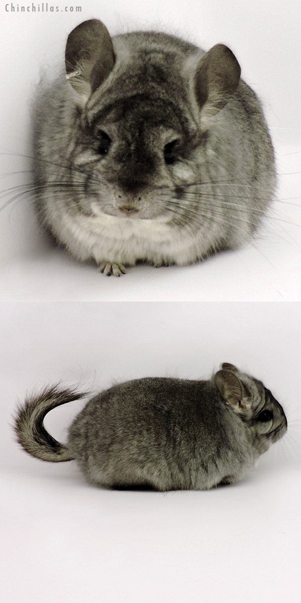 19280 Standard  Royal Persian Angora Female Chinchilla