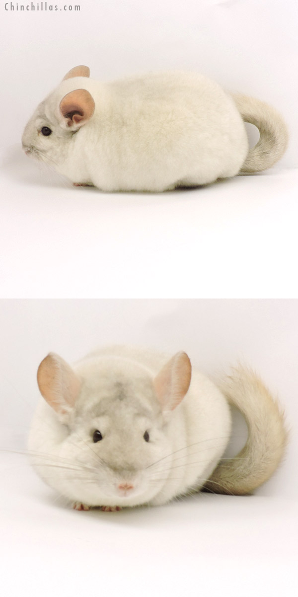 19286 Large Premium Production Quality Pink White Female Chinchilla