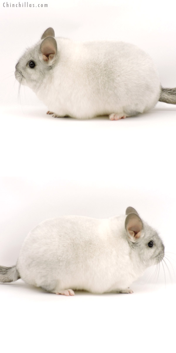 19290 Large Blocky Premium Production Quality White Mosaic Female Chinchilla