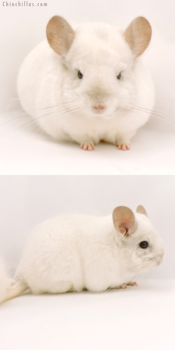 19291 Large Blocky Premium Production Quality Pink White Female Chinchilla