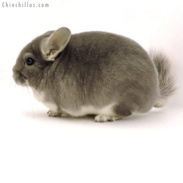 19293 Large Premium Production Quality Violet Female Chinchilla