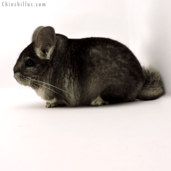 Chinchilla or related item offered for sale or export on Chinchillas.com - 19294 Large Blocky Premium Production Quality Standard Female Chinchilla