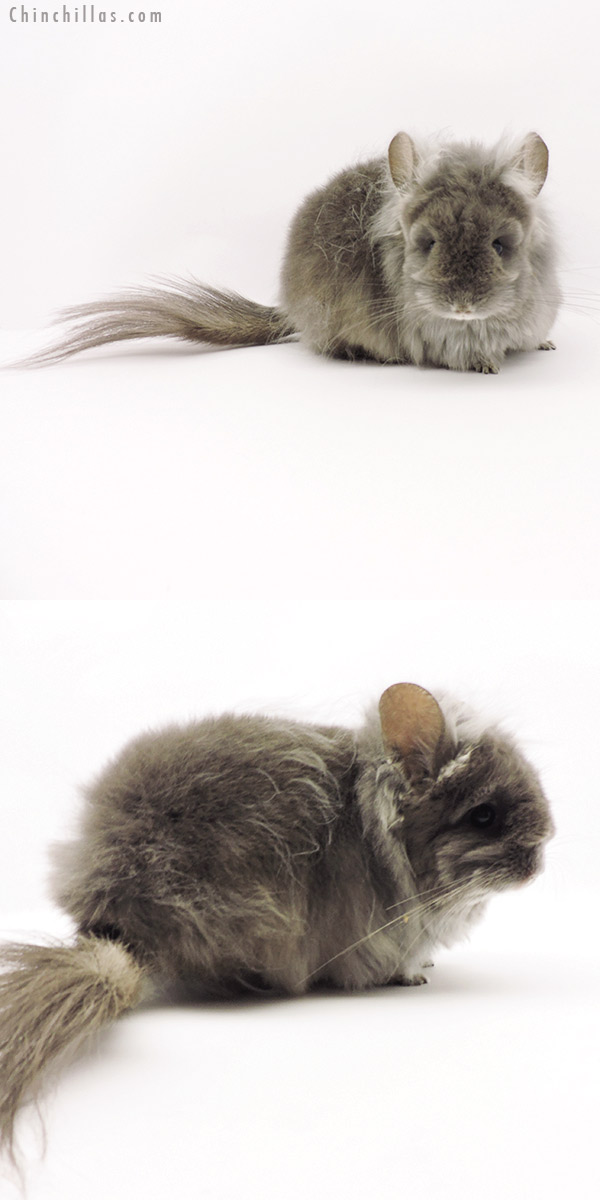 19298 Exceptional Wrap Around Violet G3  Royal Persian Angora Female Chinchilla