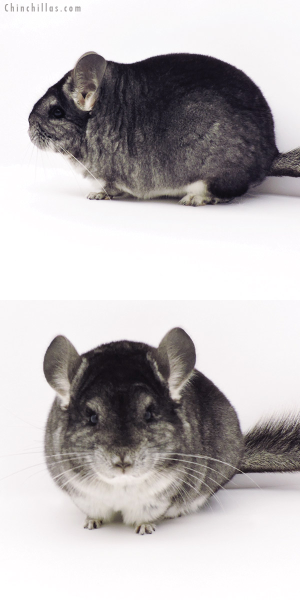 19304 Blocky Premium Production Quality Standard Female Chinchilla