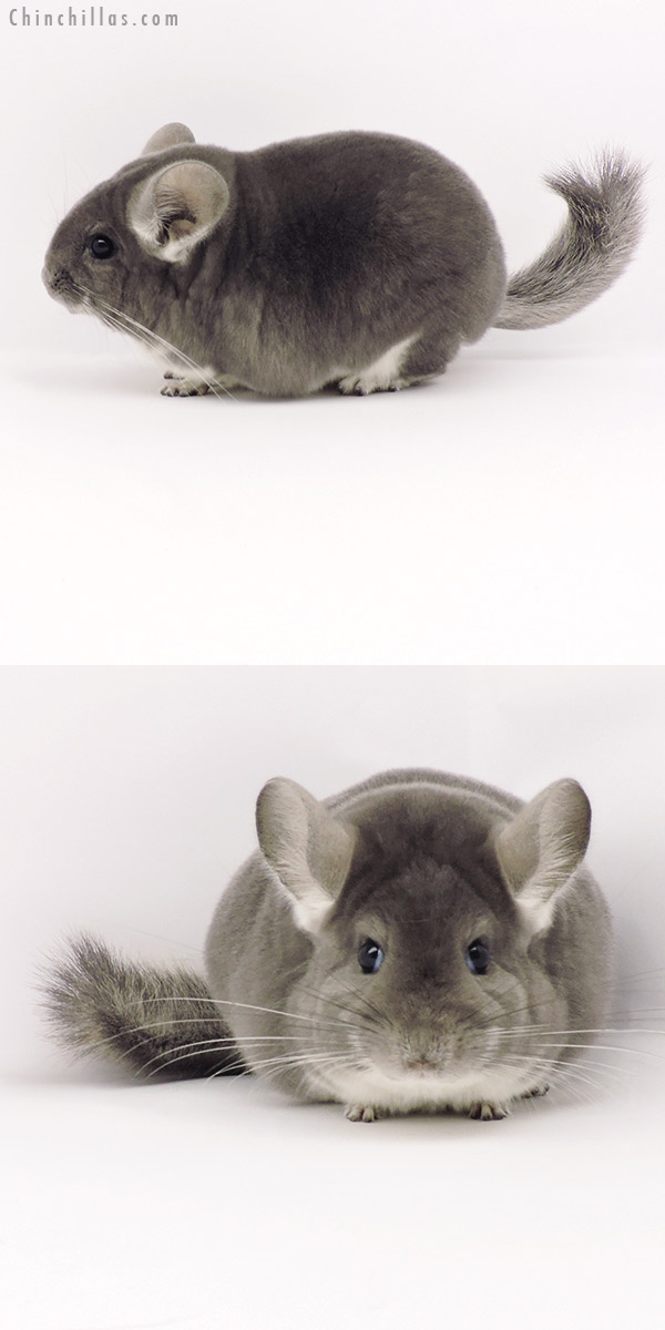 19302 Blocky Premium Production Quality Violet Female Chinchilla