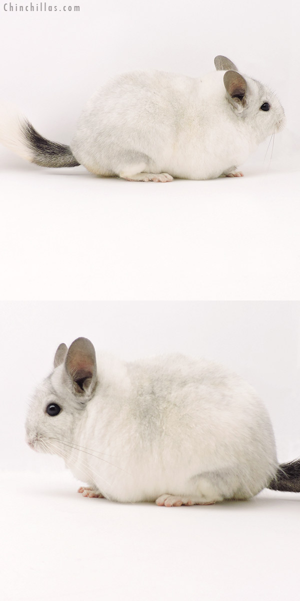 19300 Large Blocky Premium Production Quality White Mosaic Female Chinchilla