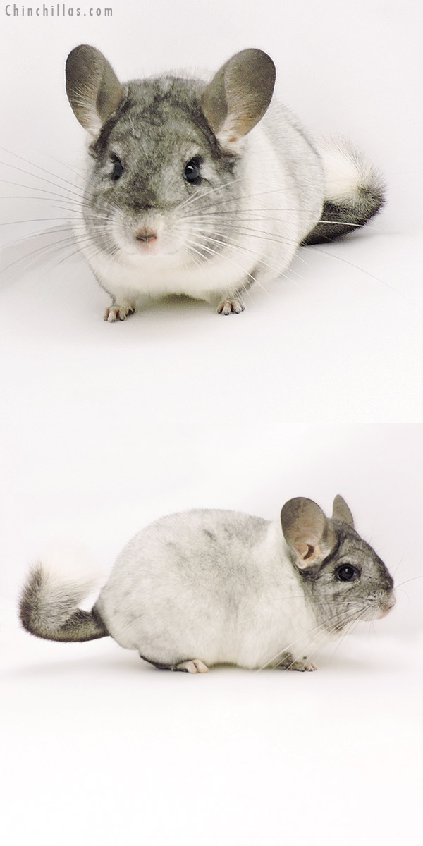 Chinchilla or related item offered for sale or export on Chinchillas.com - 19303 Show Quality TOV White Female Chinchilla