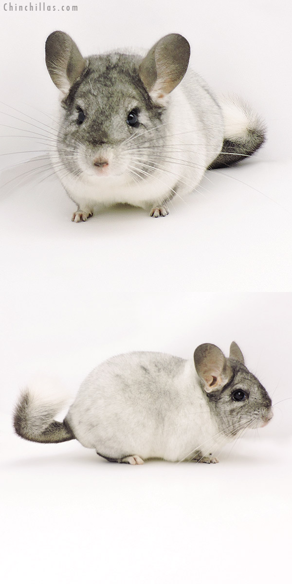 19303 Show Quality TOV White Female Chinchilla