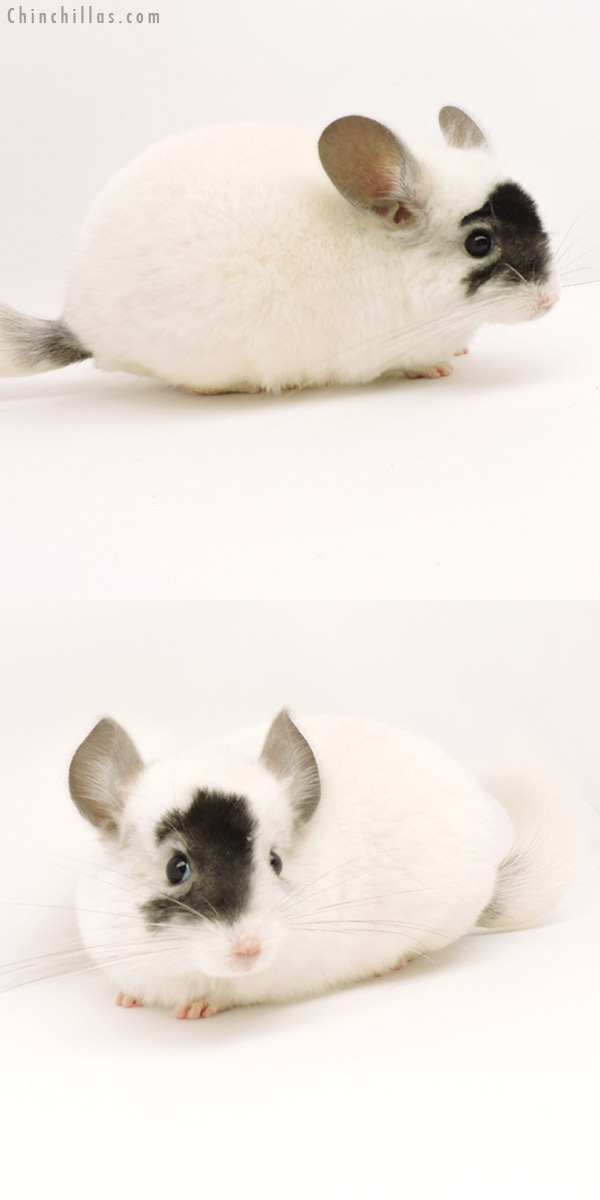 19309 Extreme Ebony and White Mosaic ( Locken Carrier ) Male Chinchilla