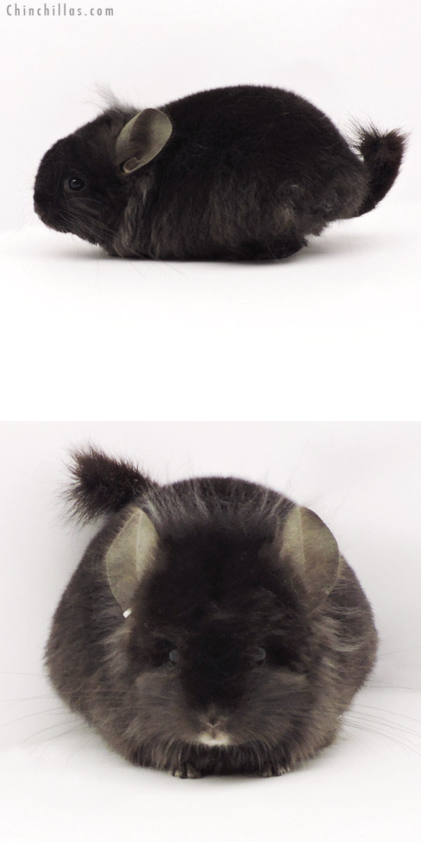 19311 Brevi Type Ebony  Royal Persian Angora Male Chinchilla with Lion Mane