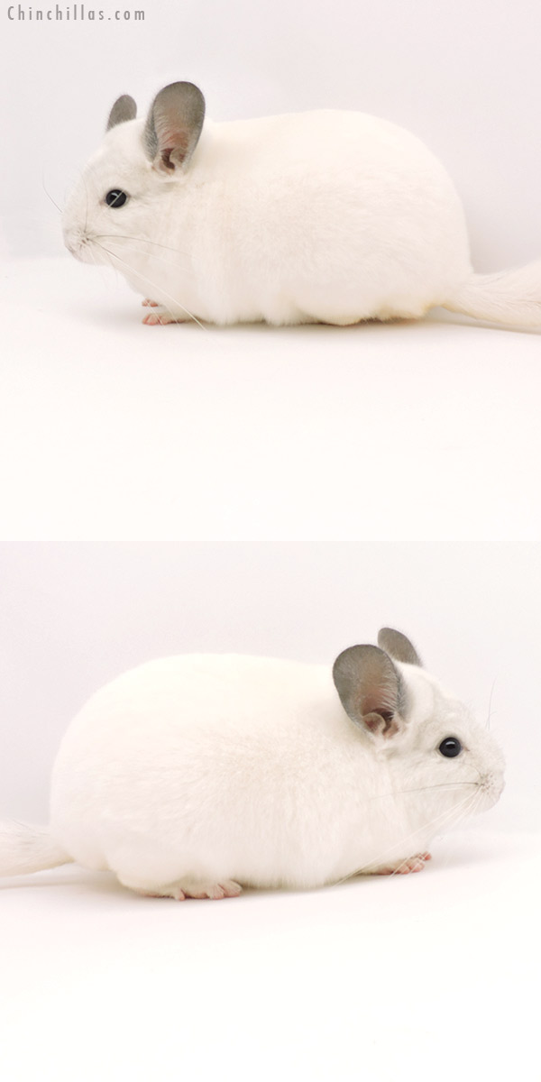 19306 Blocky Herd Improvement Quality Predominantly White Male Chinchilla