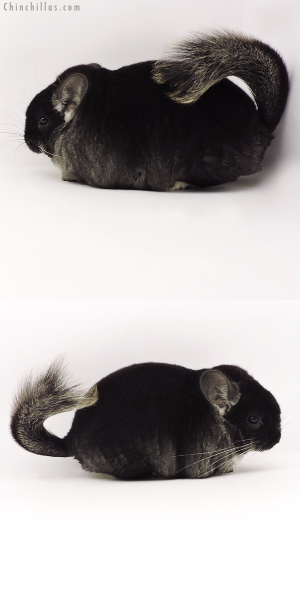 19307 Brevi Type Herd Improvement Quality Black Velvet Male Chinchilla