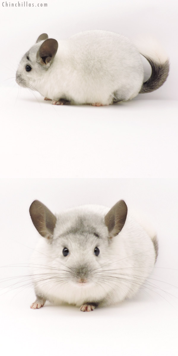 19308 Herd Improvement Quality Silver Ebony Male Chinchilla