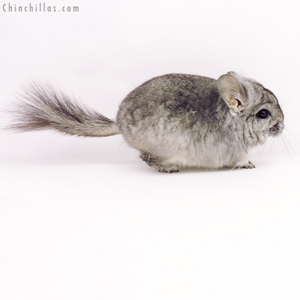 19312 Standard ( Violet Carrier )  Royal Persian Angora Male Chinchilla