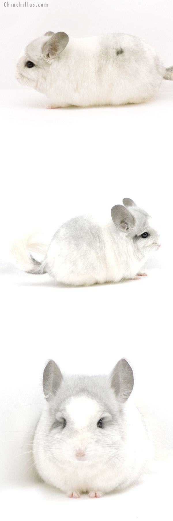 19317 Exceptional White Mosaic  Royal Persian Angora Male Chinchilla