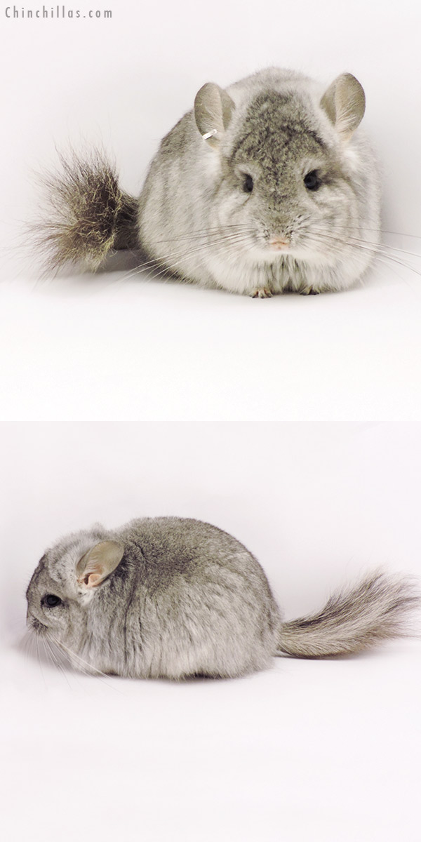 19316 Standard ( Violet Carrier )  Royal Persian Angora Female Chinchilla