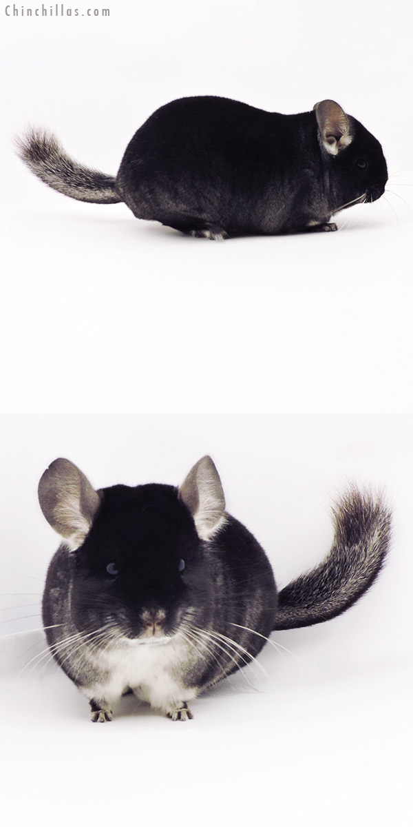 19299 Premium Production Quality Black Velvet Female Chinchilla