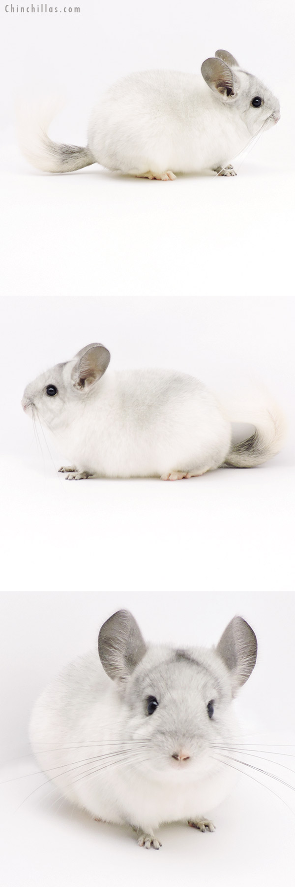 19288 Premium Production Quality Ebony & White Mosaic Female Chinchilla