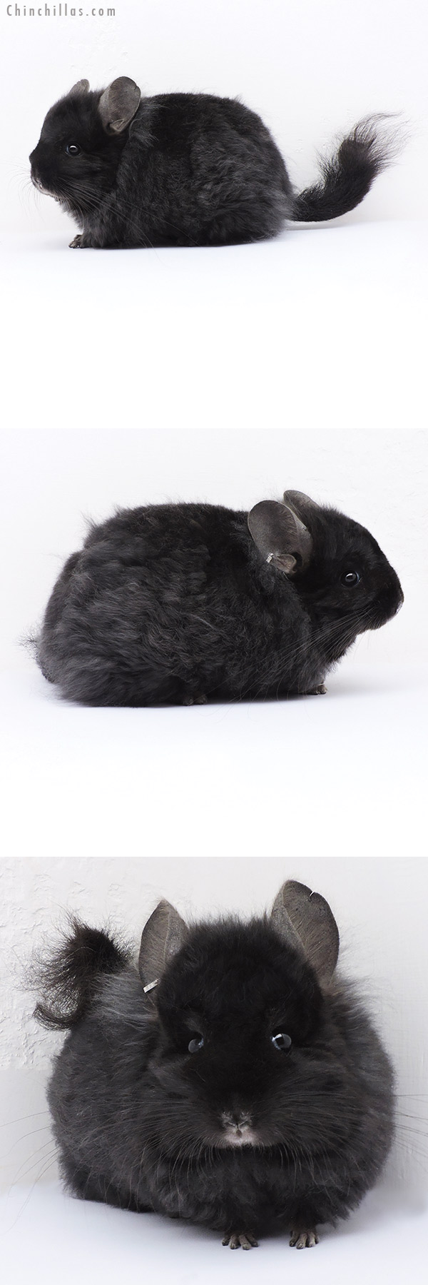 19095 Ebony Royal Imperial Angora Female Chinchilla with Lion Mane