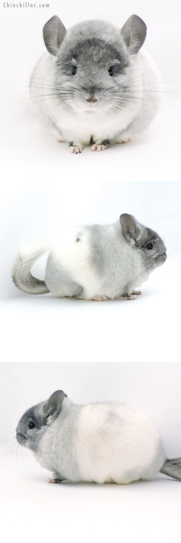 19321 Blocky Brevi Type Herd Improvement Quality TOV White Male Chinchilla