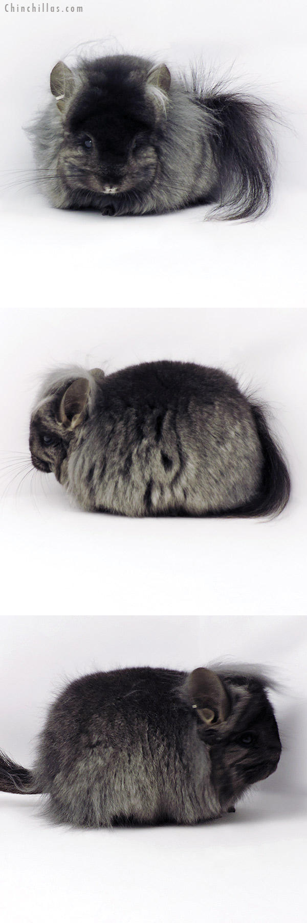 19296 Exceptional Ebony ( Locken Carrier ) G3  Royal Persian Angora Female Chinchilla