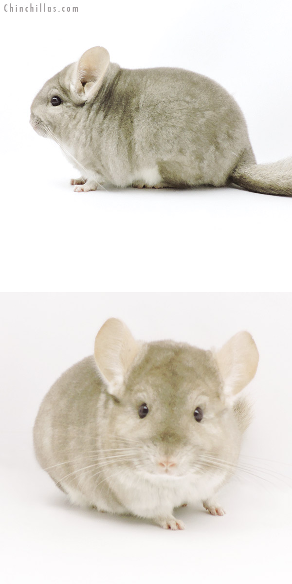 19327 Blocky Herd Improvement Quality Beige Female Chinchilla