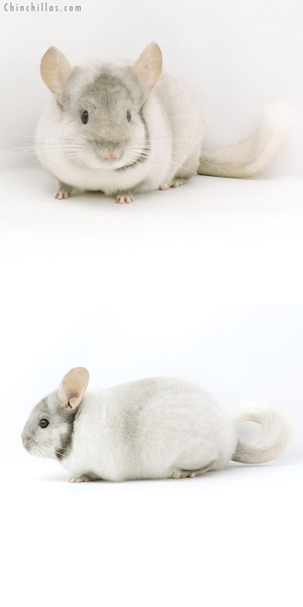 19325 Premium Production Quality Tan & White Mosaic Female Chinchilla