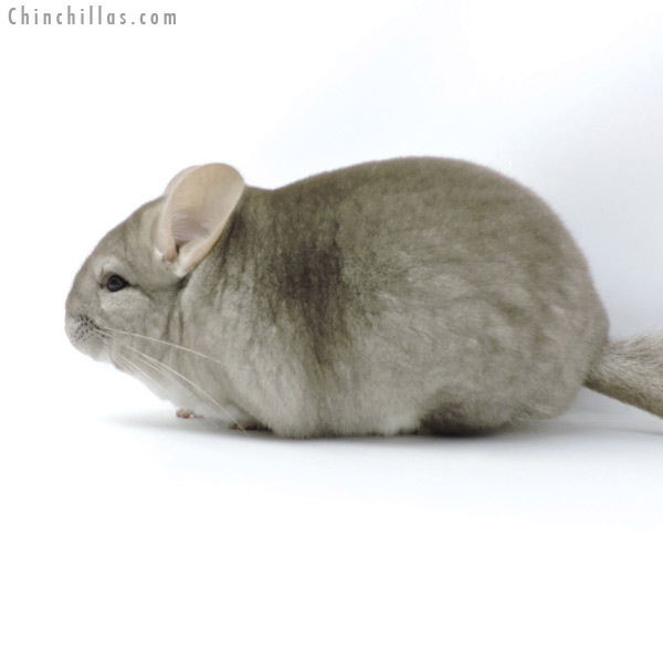 19301 Premium Production Quality Beige Female Chinchilla