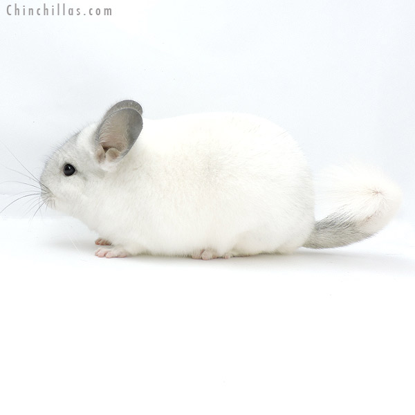 19320 Blocky Herd Improvement Quality White Mosaic Male Chinchilla