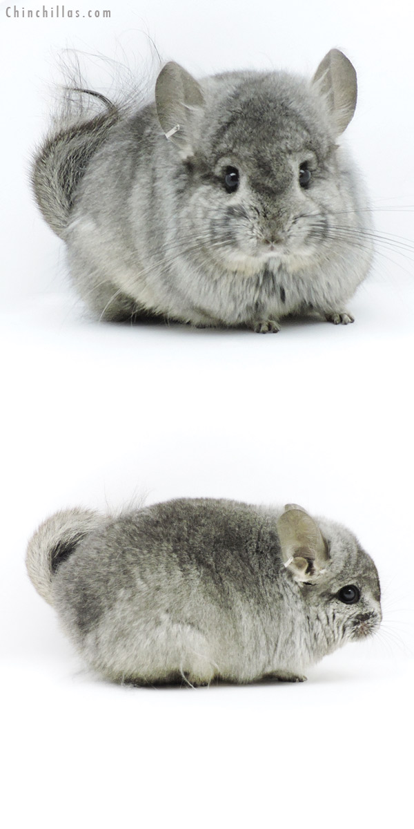 19324 Exceptional Standard  Royal Persian Angora Male Chinchilla