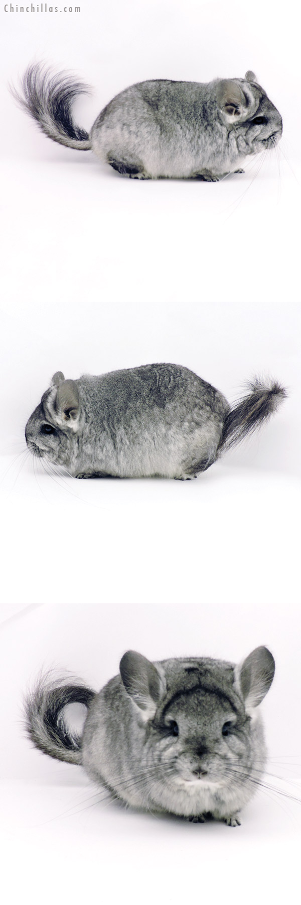 19331 Blocky Brevi Type Standard  Royal Persian Angora Female Chinchilla