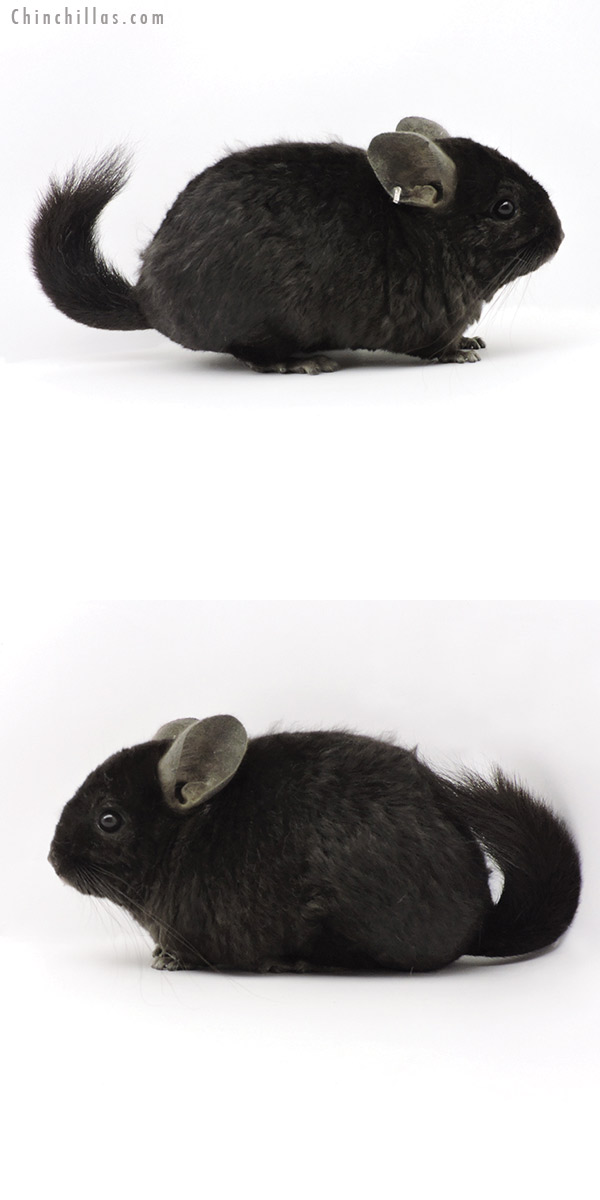 19328 Ebony Quasi Locken (  Royal Persian Angora Carrier ) Female Chinchilla