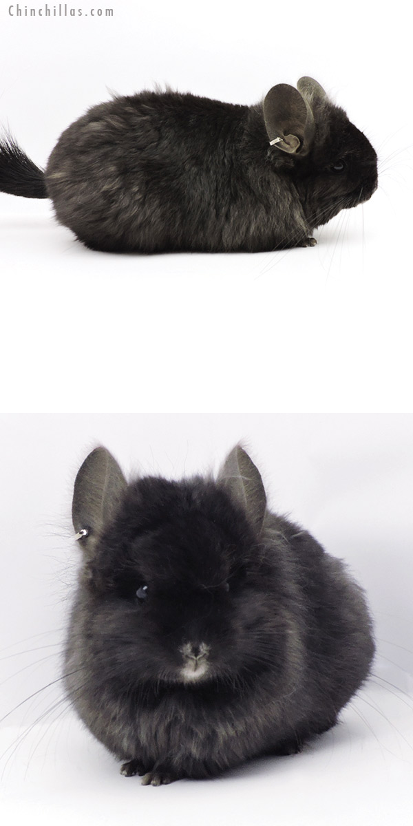 19329 Ebony ( Locken Carrier )  Royal Persian Angora Female Chinchilla