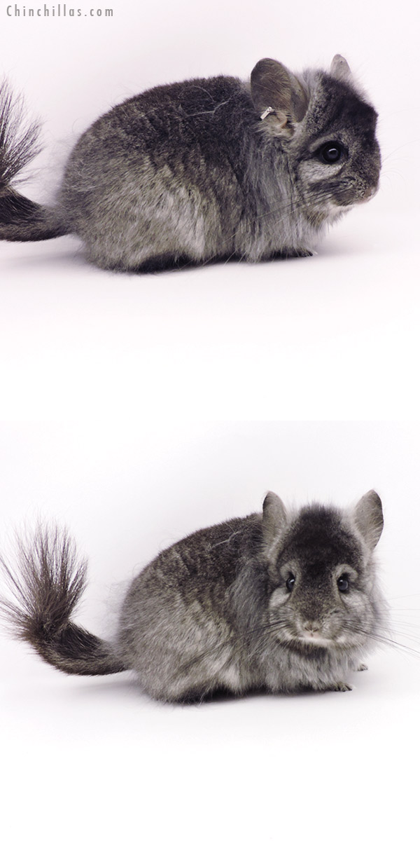 19330 Ebony G2  Royal Persian Angora Female Chinchilla with Lion Mane