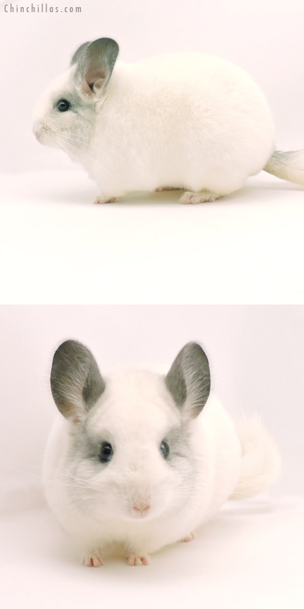 19333 Show Quality Predominantly White Female Chinchilla