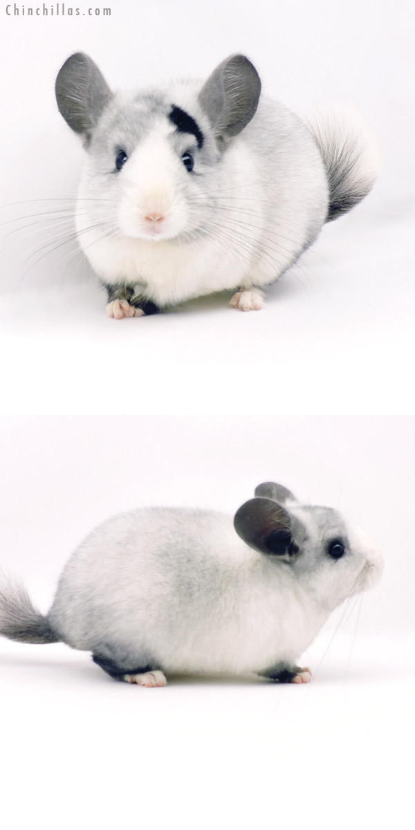 19336 Extreme Ebony & White Mosaic ( Locken Carrier ) Male Chinchilla