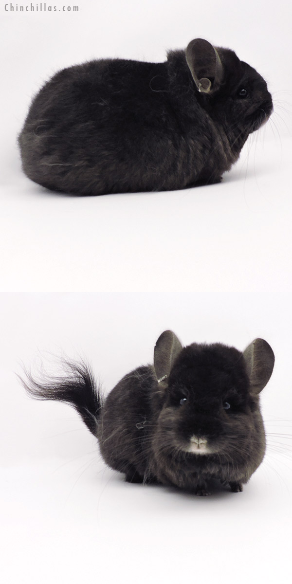 19295 Exceptional Blocky Brevi Type Ebony  Royal Persian Angora Female Chinchilla