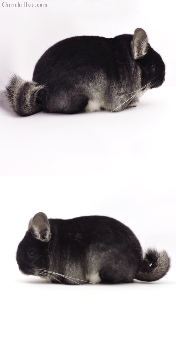 19340 Blocky Brevi Type Premium Production Quality Black Velvet Female Chinchilla